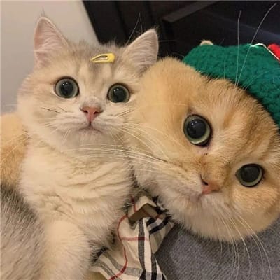 Mohammad Hafeez avatar